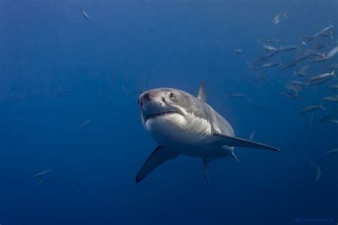 Shark Facts For Kids | Shark Habitat | Shark Diet