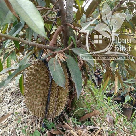 Jual Bibit Durian Musangking Bisa Berbuah Dalam Pot Shopee Indonesia