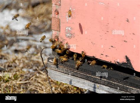 Hives Of Honey Bees Are Used To Pollinate Orange Blossoms In The Orange Groves Of Central