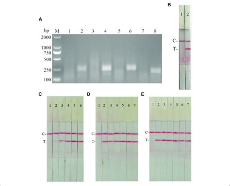 Establishment Of Csfv Raa Strip And Optimization Of The Reaction