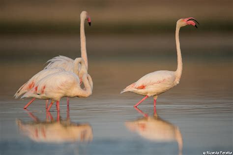 Ricardo Peralta Fotógrafo de Naturaleza Flamenco Común