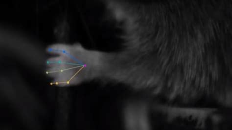 Deeplabcut A Game Changing Tool For Tracking Animal Movements The