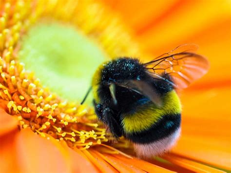 Hummeln Sind Auch Bienen Bienen Honigtropfen