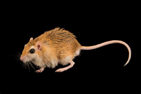 ANI084-00206 - Joel Sartore