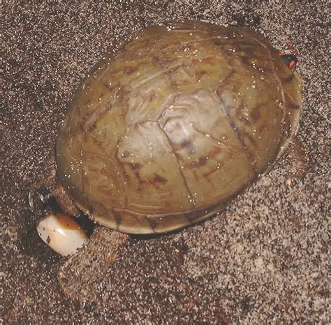 North American Box Turtles Egg Laying