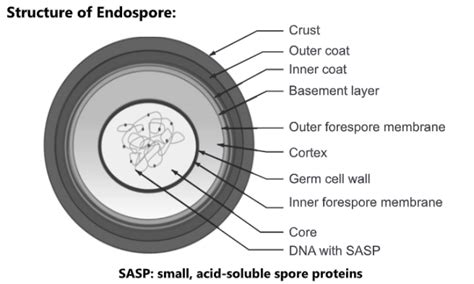 Endospore: Structure, Components and Sporulation process - Biology Ease