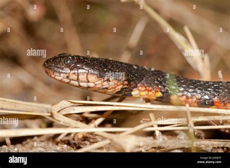 Photo Of A Brown Banded Water Snake Stock Photo Alamy