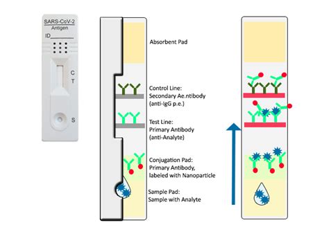 Lateral flow antigen test - Wasserve