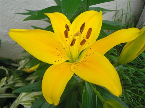 Yellow Asian Lily Asian Lilies Full Sun Perennials Flower Photos