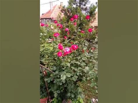 Stojanka - YouTube