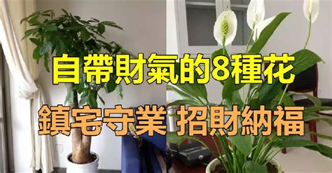 自帶財氣的8種花！家裡一定要「養一盆」 鎮宅守業「招財納福」千萬不可錯過