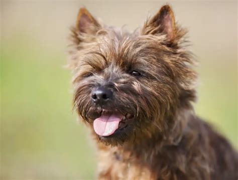 Svar Den faktiske Eller enten cairn terrier cross puppies Oppnå Partikkel tak