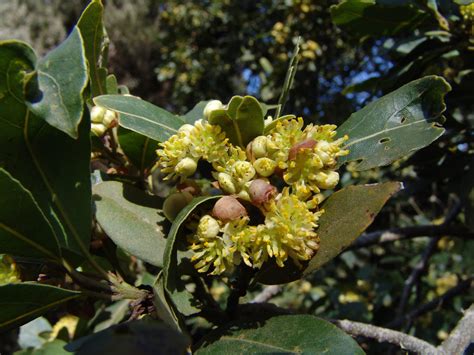 Laurel Plantas Medicinales Canarias