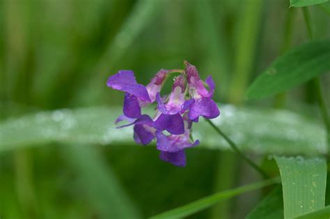 Lathyrus Palustris Var Pilosus Flickr