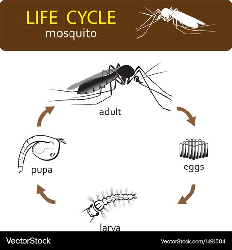 Mosquito Life Cycle Infographic Diagram Stock Vector Illustration Of ...