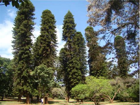 Nairobi Arboretum The Nairobi Arboretum