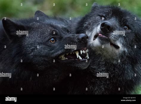 Black Wolf In The Forest Stock Photo Alamy