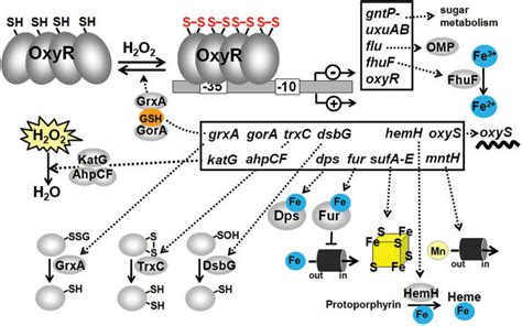 The Thiol Disulfide Switch Model Of E Coli OxyR And Functions Of The