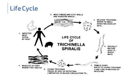 Trichinella Spiralis