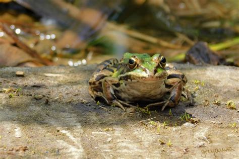 Groggy Froggy By Greyanna On Deviantart