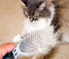 Understanding Cat Hair Loss: Causes, Diagnosis, and Treatment : r ...