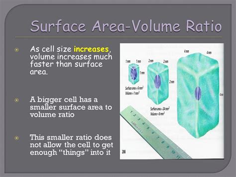 Solved One Universal Feature Of Cells Is That They Are Small We