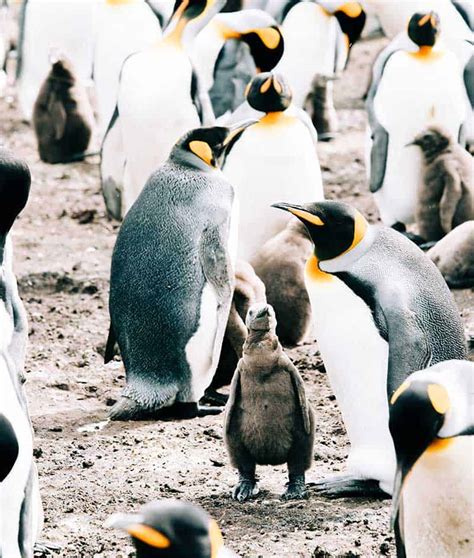 11 Baby Penguin Facts Life In The Antarctic Nursery