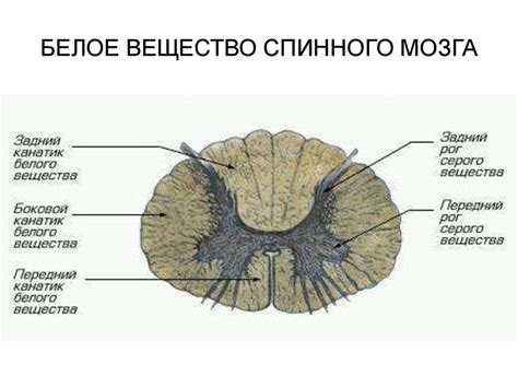 Вселенная - Mind Map