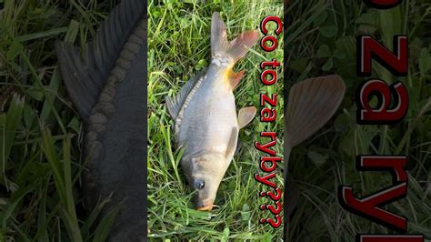 Co To Za Ryba Fishing Good Bigfish Fish Hobby Interesting