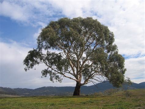 Eucalyptus Rubida More Commonly Known As Candlebark The Bark Of The