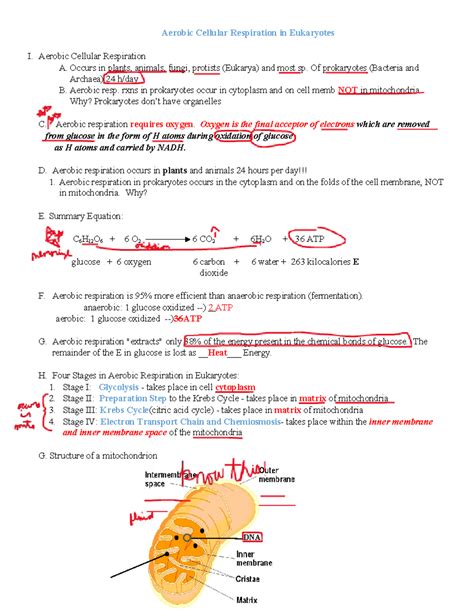 Aerobic Respiration F21 Aerobic Cellular Respiration In Eukaryotes I Aerobic Cellular