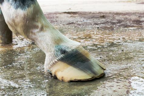 Thrush Infection in Horses Hoof. Stock Photo - Image of standing, focus ...