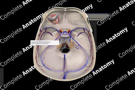 Superior Petrosal Sinus Complete Anatomy