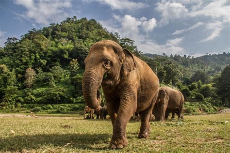 Bangkok Post Elephants Facing Dangerous Neglect