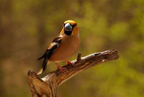 What Do Baby Rose Breasted Grosbeaks Look Like Save The Eagles