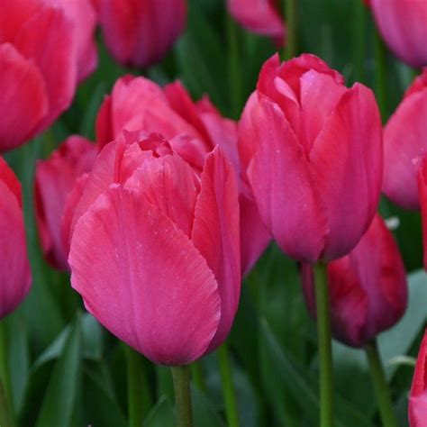 Tulipa Lady Van Eijk Buy Plants At Coolplants