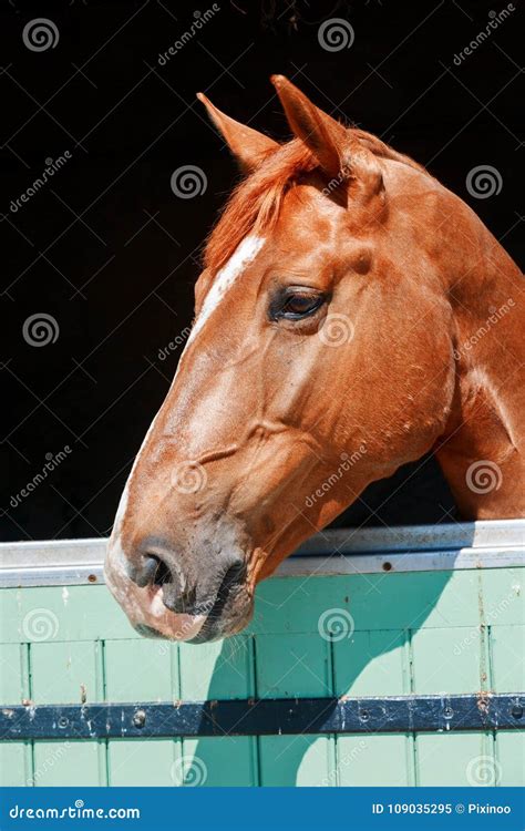 Chestnut Horse with a Large Head Markings in Head, Out in His St Stock ...