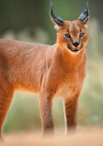 Caracal Fan Casting