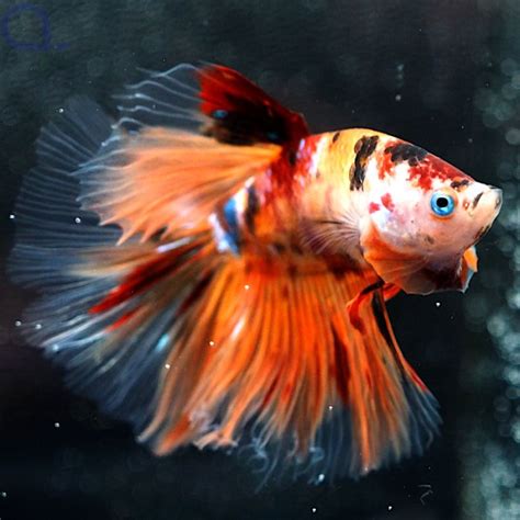 Kampffisch Halfmoon Koi Betta Splendens 03 AquaPro2000