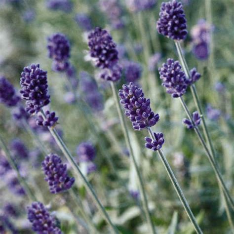 Vincenza Blue Lavender Seeds - Perennial Flower Seeds