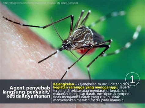 Entomologi Dan Mikologi