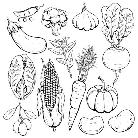 Set Of Hand Drawn Or Sketch Fresh Vegetables Premium Vector