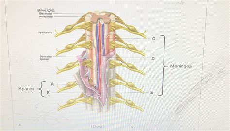 Solved Label The Diagram SPINAL CORD Gray Matter White Matter