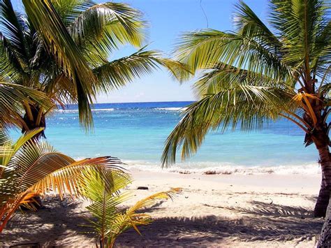 Tropical summer beach view with palms Photograph by Artpics