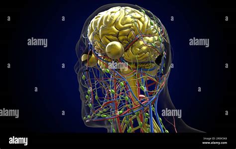 Anatomie Du Cerveau Humain Pour Lillustration Du Concept Médical 3d