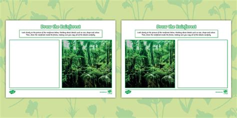 Draw The Rainforest Worksheet Hecho Por Educadores