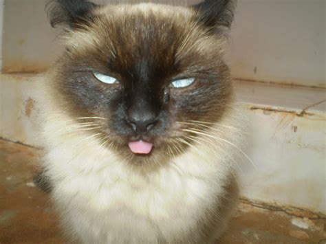 Upset Cat By Arminho On Deviantart