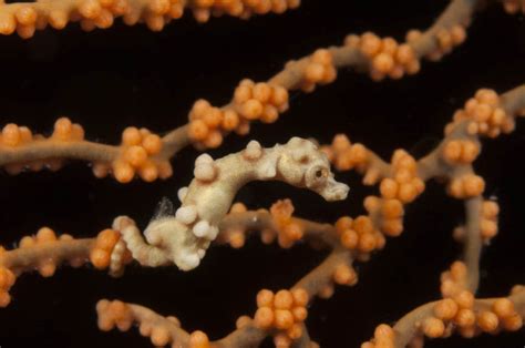 9 pygmy seahorse facts - DIVE Magazine