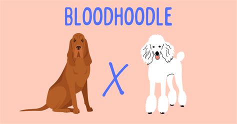 Bloodhoodle The Bloodhound Poodle Mix Breed Guide