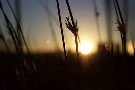 Free Images Silhouette Light Sun Sunrise Sunset Night Wheat